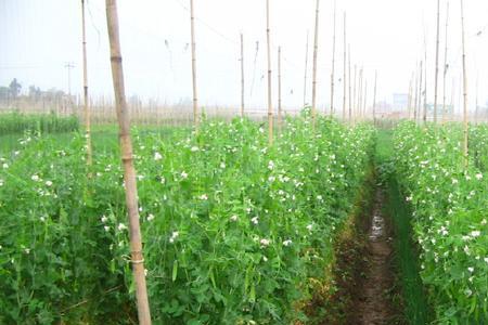 河南南阳豌豆种植时间和方法