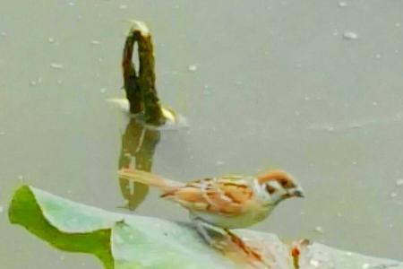 雷声轰轰响小鸟怎么的唱仿照