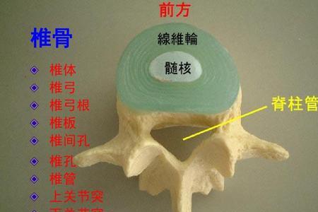 仞脊名词解释