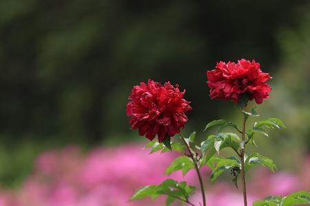 万紫千红斗芳菲打一花卉名称