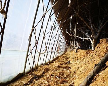 秸秆生物反应堆技术是真实的吗