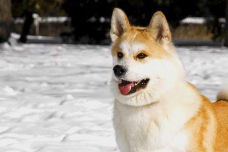 大型雪橇犬排行榜