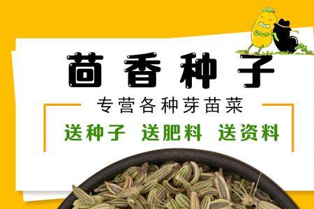 茴香种子有农药吗