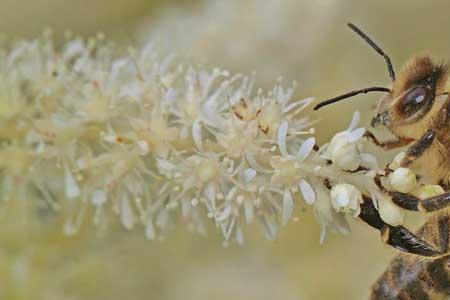 蜜蜂是怎样找食