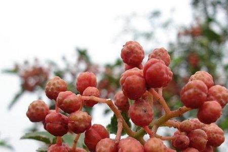 为什么摘的花椒有些没有花椒味