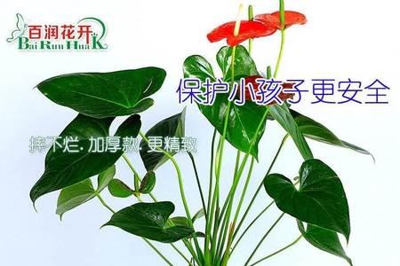 人死后养的花盆能要吗