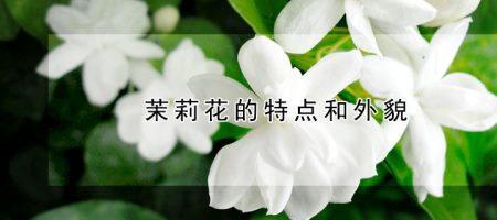 请问，哪部电影的主题曲是茉莉花