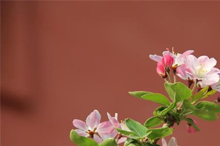 海棠花耐寒吗