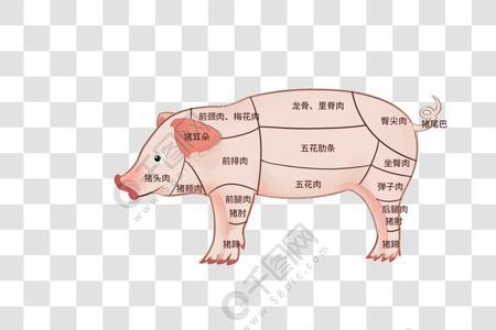 猪肉部位分解图及名称