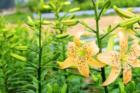 百合花，什么时候开花