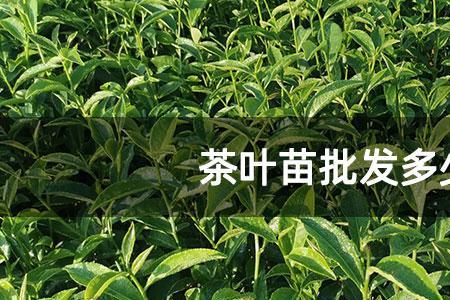 刚扦插的茶苗几天浇1次