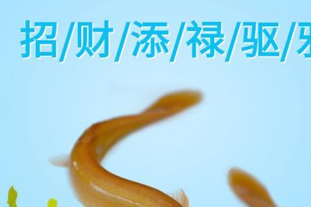 黄金鳅优缺点