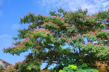 芙蓉树的叫法