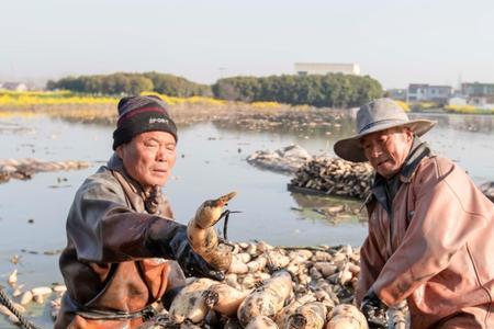 浅水藕怎么挖