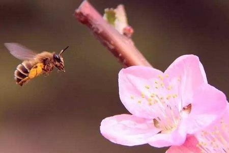 桃花在那个季节开,什么时候凋谢