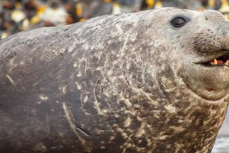 海豹会憋死吗