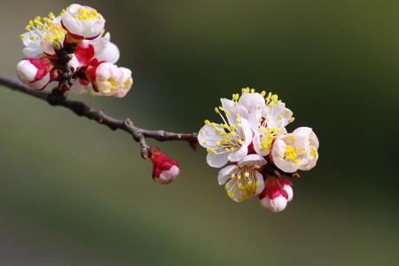 桃花杏花枝头笑是什么意思