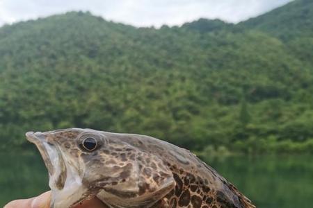 退了很多水的地方桂鱼好钓吗