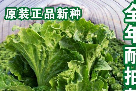 抽苔生菜特点