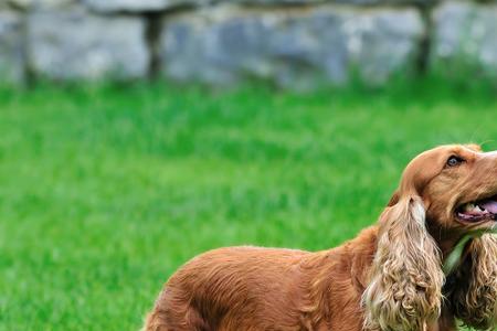 英国可卡犬怎么看品相