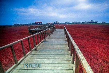 为什么红海海水呈红色