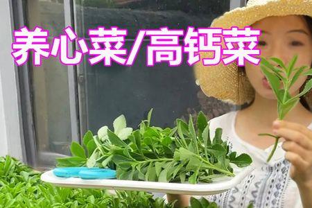 高钙菜养心菜种植方法