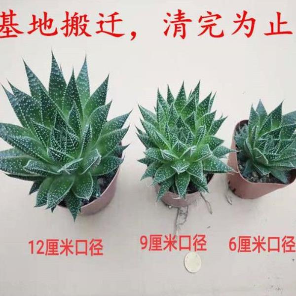 雪花波露芦荟水培养殖方法