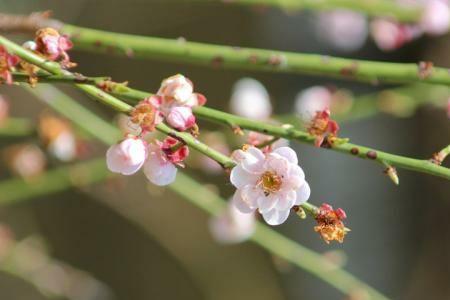 梅花蕊什么意思