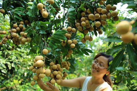 石硖龙眼每年都开花结果吗