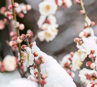 梅花和银装代表什么意思