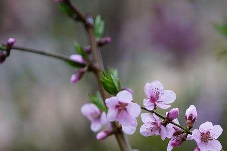 写春花的词牌名