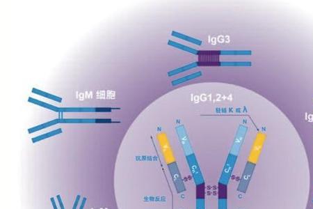 客隆分子怎么来的