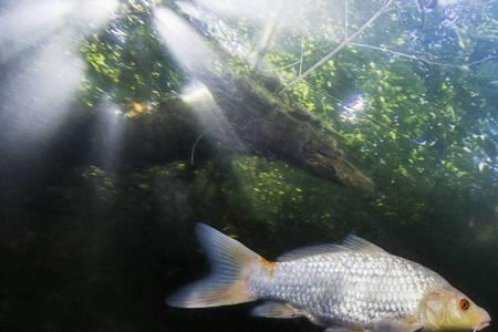 两条鱼在水里游的原因