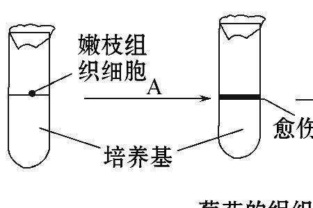 花药离体培养属什么方式生殖