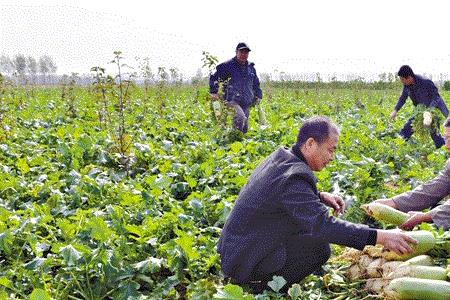 2021年辽宁种大萝卜时间