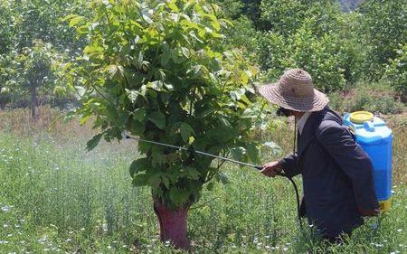 代森锰锌灌根使用方法