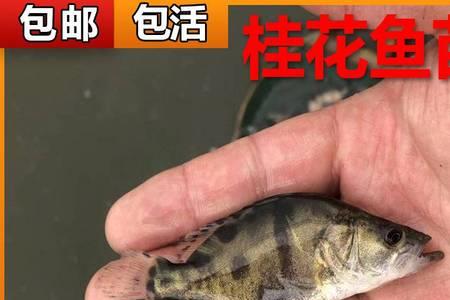 鳜鱼苗放在野塘能活吗