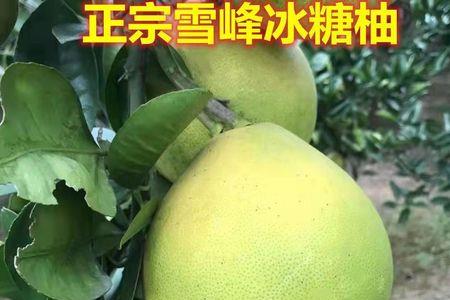 安江冰糖柚成熟时间