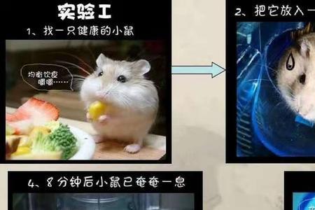 小白鼠的说说