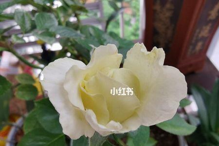 伊芙什么品种花苞白色