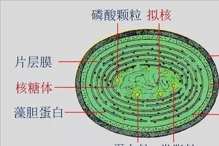 支原体与蓝藻结构区别