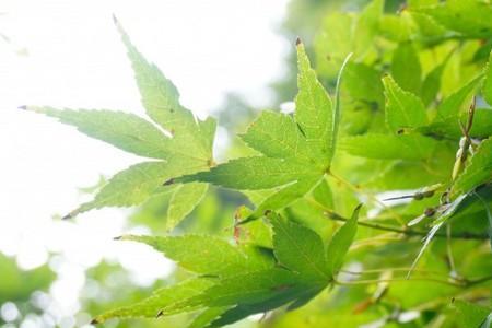 庭前静听梧桐雨下联