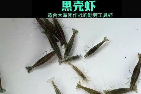 除藻能力最强的鱼和虾