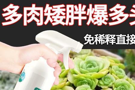 多肉爆芽素正确使用方法