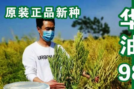 秋天什么品种油菜好吃