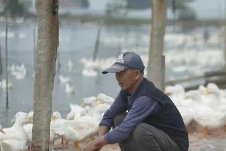 鸭子吃东西甩头怎么回事