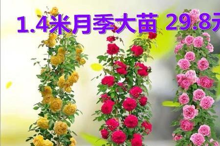 地栽大型爬藤月季什么季节移栽