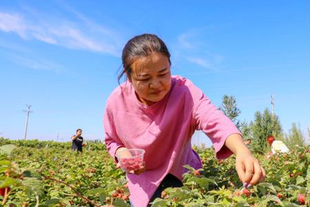 覆盆子种植20亩的费用