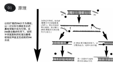 pcr变性退火延伸的定义