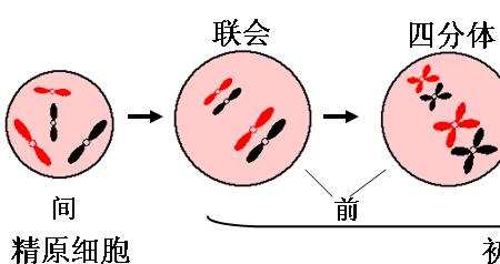 体细胞可不可以进行减数分裂